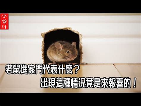 看到老鼠代表什么